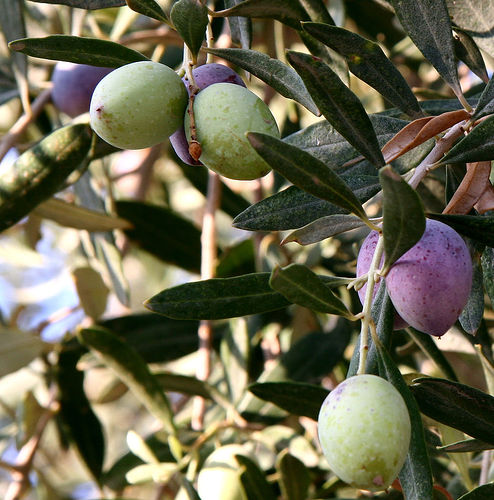 Ingredient Spotlight- Olive Oil