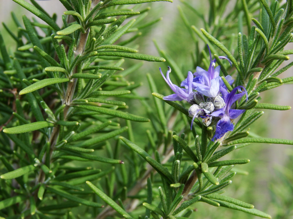 5 Things you will love about Rosemary