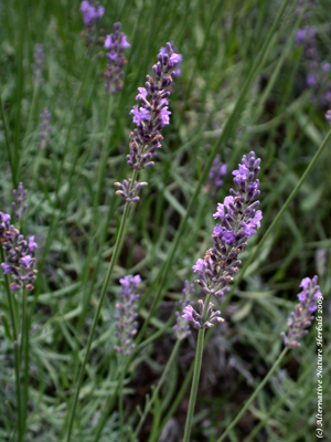 Why Lavender Essential Oil