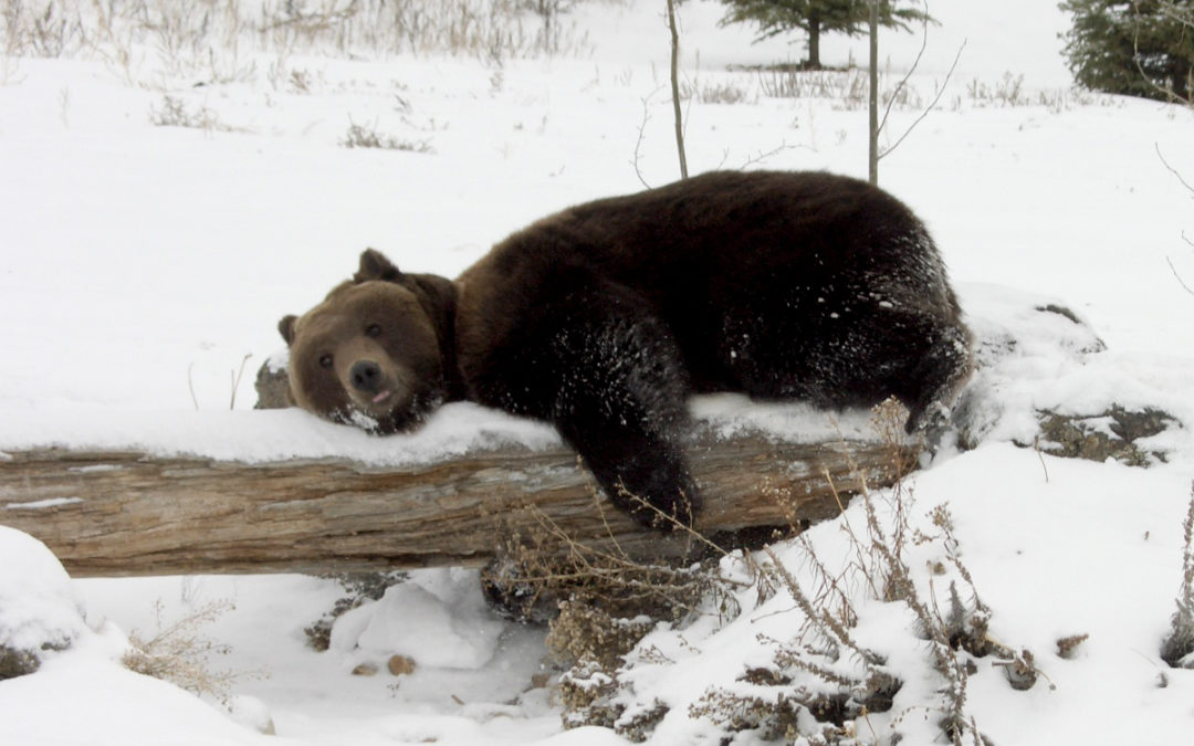 Is This Your Hibernation Time?